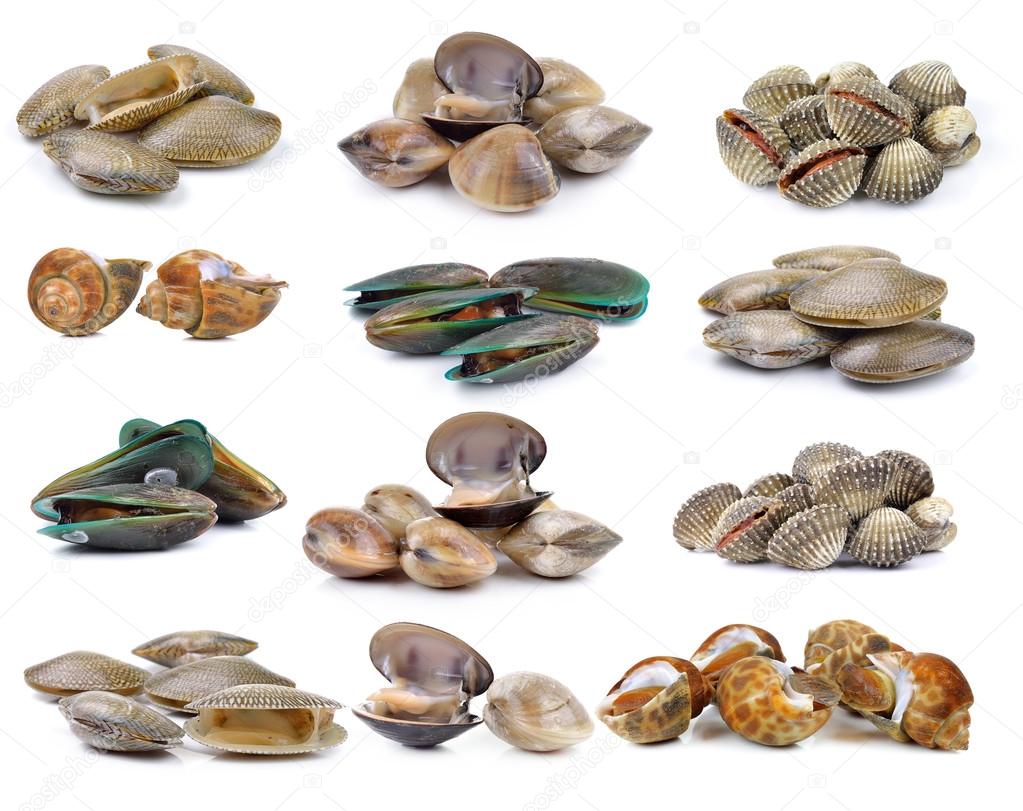 enamel venus shell, Clam shellfish, Surf clam, mussel,  spotted 