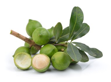 Beyaz arka planda taze Macadamia fındığı