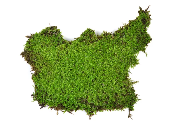 Green moss isolated on white bakground — Stock Photo, Image