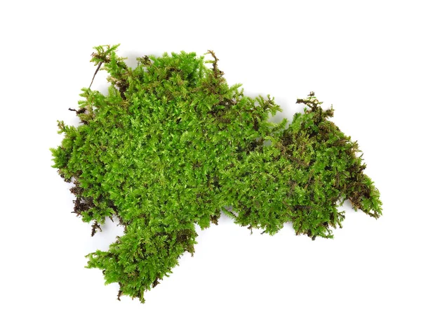 Moss isolated on white bakground — Stock Photo, Image