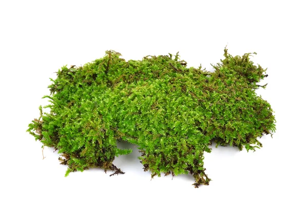 Moss isolated on white bakground — Stock Photo, Image