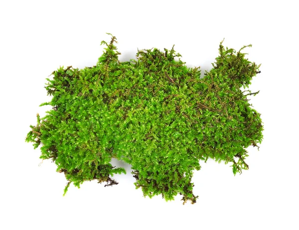 Moss isolated on white bakground — Stock Photo, Image