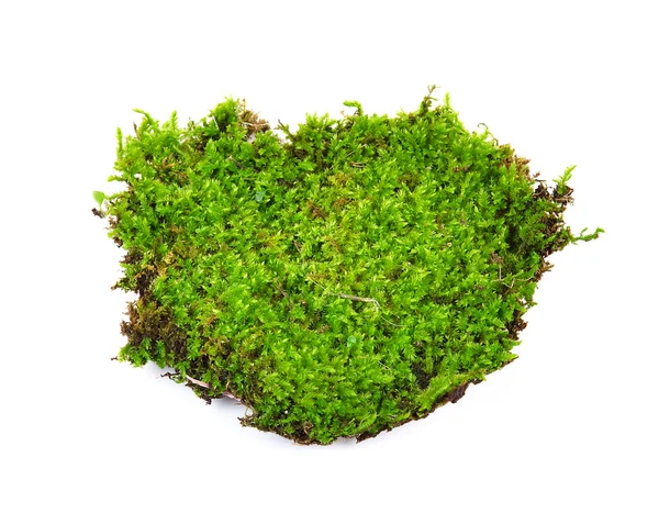 Moss isolated on white bakground — Stock Photo, Image