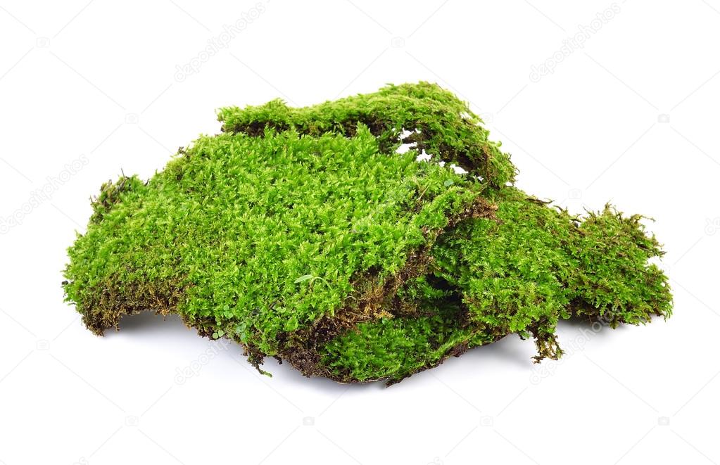  moss isolated on white bakground