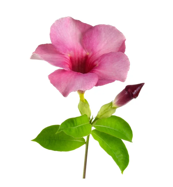 Pink flowers on white background — Stock Photo, Image