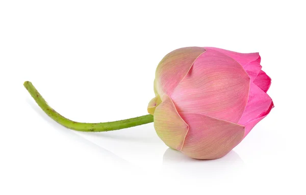 Lotus rose sur fond blanc — Photo