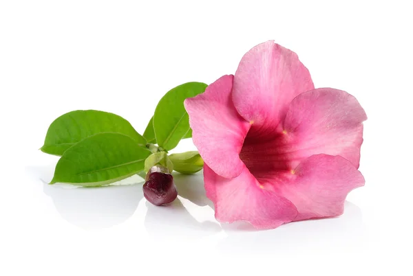 Pink flowers on white background — Stock Photo, Image