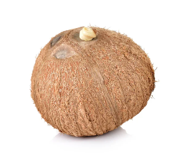 하얀 배경에 있는 코코넛 — 스톡 사진