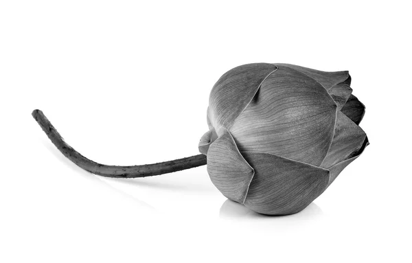 Kwiat lotosu w czarno-białe na białym tle — Zdjęcie stockowe