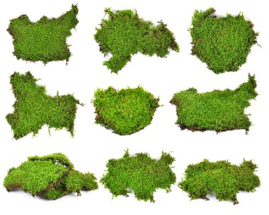 moss isolated on white bakground clipart