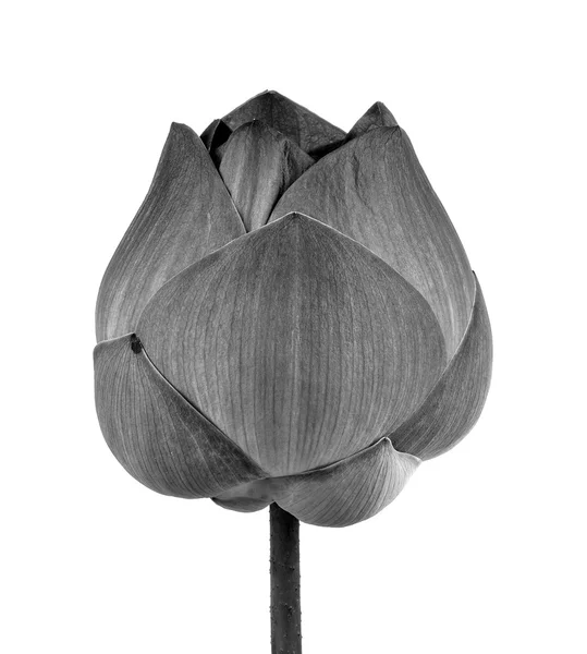 Flor de loto en blanco y negro aislado sobre fondo blanco — Foto de Stock