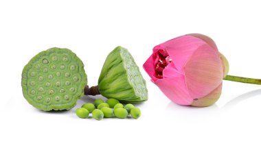 Lotus tohum ve pembe lotus beyaz arka plan izole etmek