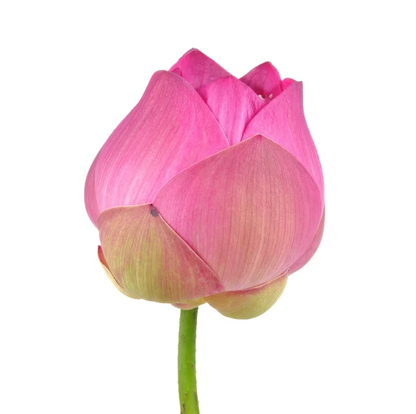 Roze lotus op witte achtergrond — Stockfoto