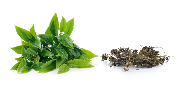 Зелений чайний лист і сухий чай ізольовані на білому фоні — стокове фото