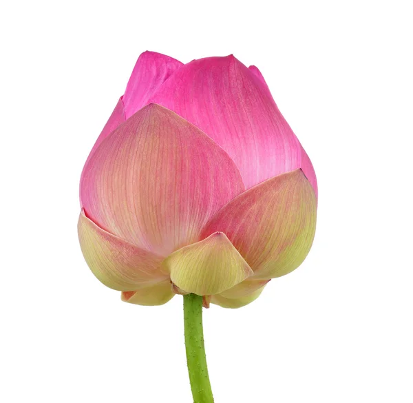 Ροζ lotus σε άσπρο φόντο — Φωτογραφία Αρχείου