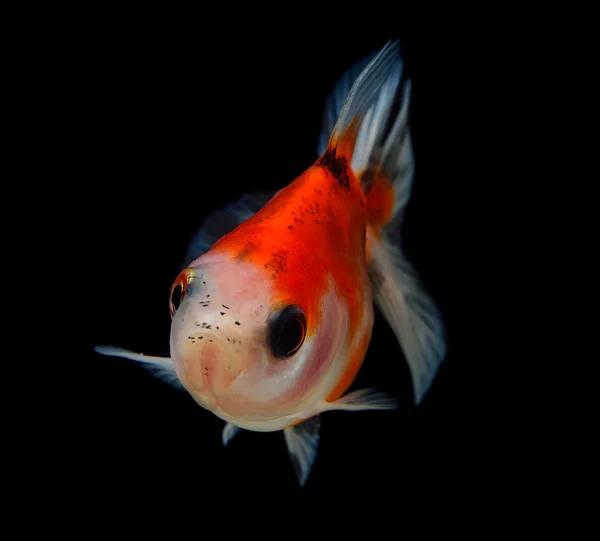 Gold fish on black background — Stock Photo, Image