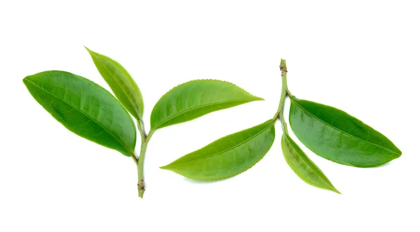 Feuille de thé vert isolé sur fond blanc — Photo