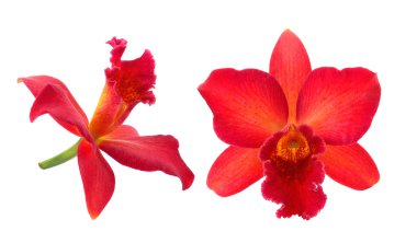 Beyaz arkaplanda izole edilmiş orkide çiçeği