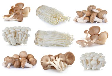 Shiitake mantar, Enoki mantar, beyaz kayın mantar, oyste
