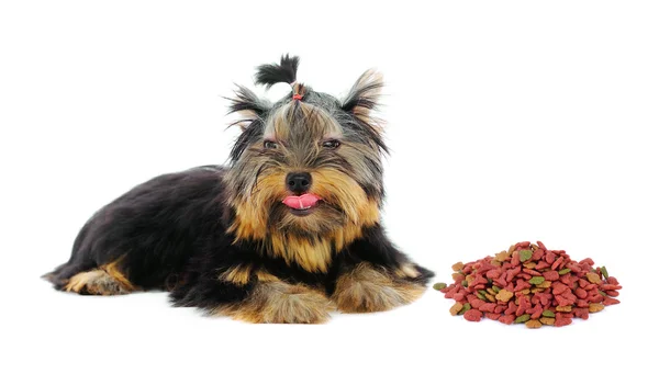 Yorkshire Terrier und Hundefutter auf weißem Hintergrund — Stockfoto