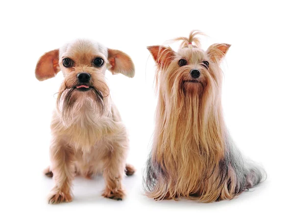 Shih tzu dog und yorkie im studio auf weißem hintergrund — Stockfoto