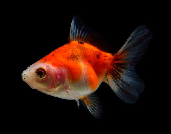 Gold fish on black background — Stock Photo, Image