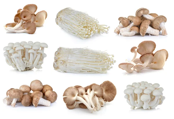 Shiitake mushroom , Enoki mushroom, White beech mushrooms, oyste — Stock Photo, Image