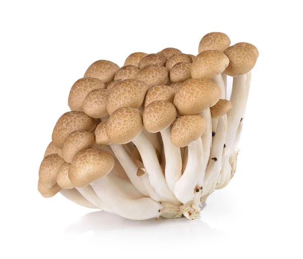 Brown beech mushrooms isolated on white background — Stock Photo, Image