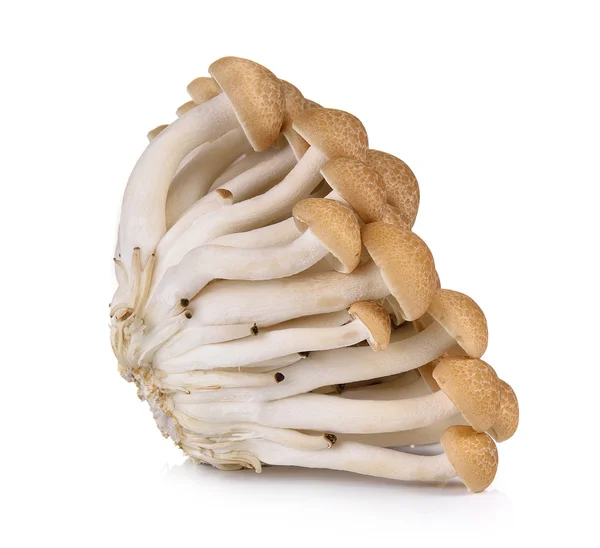 흰 배경에 따로 떨어져 있는 갈색 너도밤나무 버섯 — 스톡 사진
