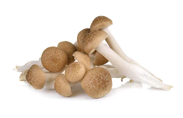 Brown beech mushrooms isolated on white background — Stock Photo, Image