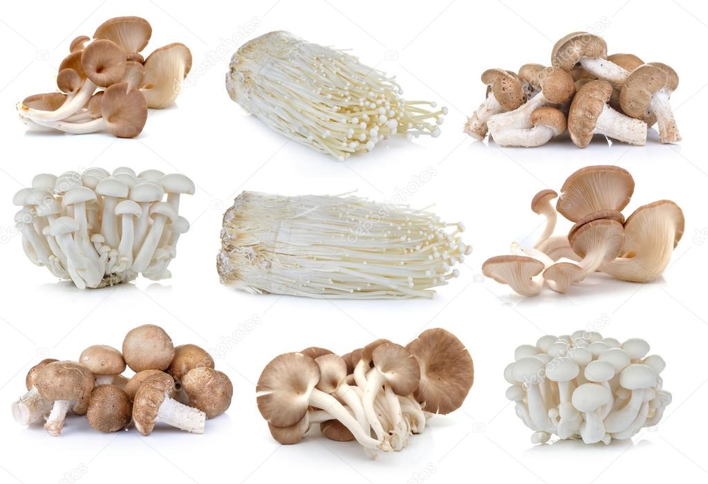 Enoki Pilze Kaufen Enoki Pilze Kaufen