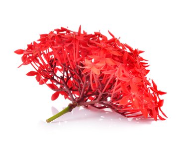 beyaz zemin üzerine kırmızı MahS