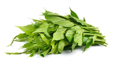 Gumnema inodorum beyaz arka plan üzerinde diyabet için ilaç tedavisi