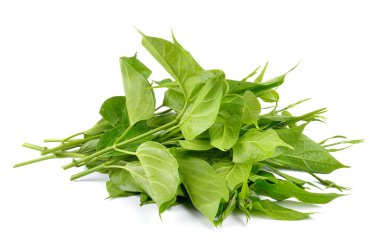 Gumnema inodorum beyaz arka plan üzerinde diyabet için ilaç tedavisi