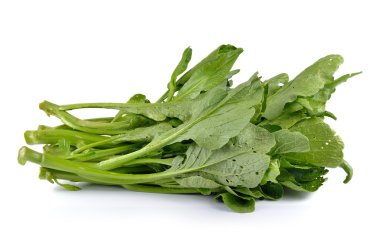 Çin hardalı (Nontoxic beyaz zemin üzerine yeşil)