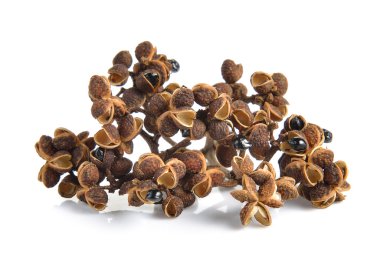 Beyaz arka planda Zanthozylum limonella Alston