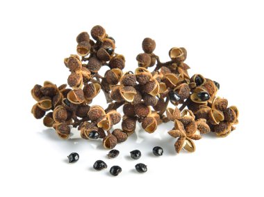 Beyaz arka planda Zanthozylum limonella Alston