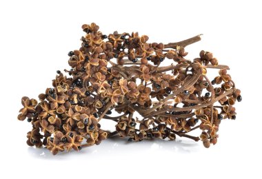 Beyaz arka planda Zanthozylum limonella Alston