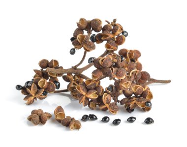 Beyaz arka planda Zanthozylum limonella Alston