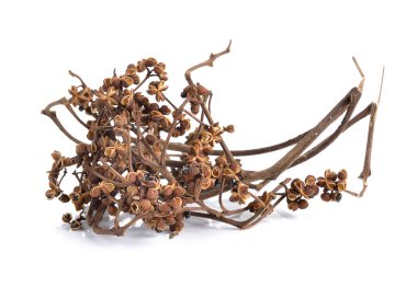 Beyaz arka planda Zanthozylum limonella Alston