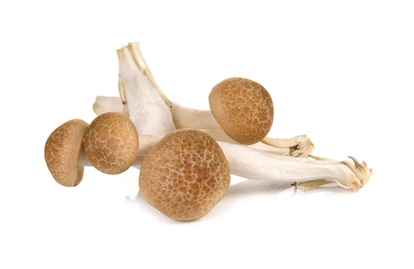 Brown beech mushrooms isolated on white background — Stock Photo, Image