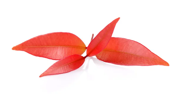 Red Leaf on white background — Stock Photo, Image