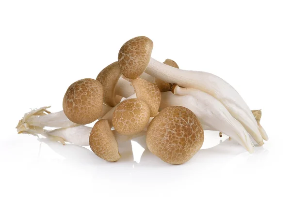 Буковые грибы изолированы на белом фоне — стоковое фото