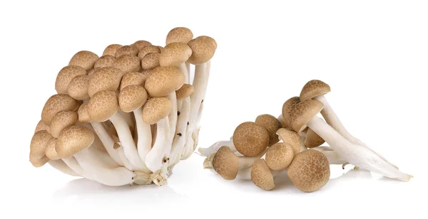 Brown beech mushrooms isolated on white background — Stock Photo, Image