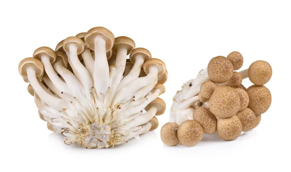 Brown beech mushrooms isolated on white background — Stock Photo, Image