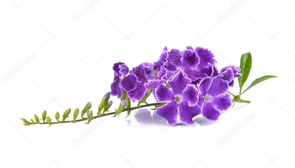 Purple flowers on white background