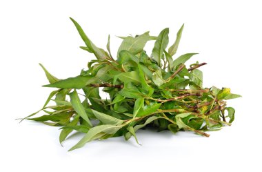 Beyaz arka plan üzerinde izole Vietnamca nane