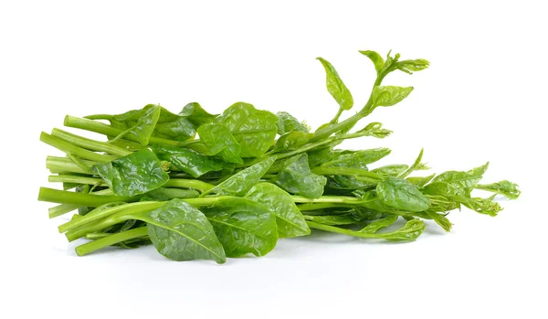 Malabar spinach or Ceylon spinach isolated on white background — Stock Photo, Image