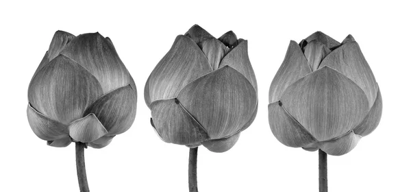 Flor de loto en blanco y negro aislado sobre fondo blanco —  Fotos de Stock