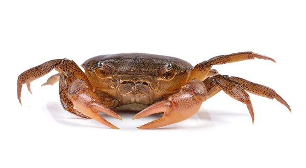 Krab op witte achtergrond — Stockfoto